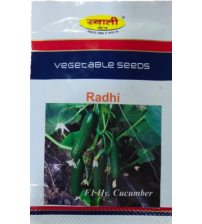 Cucumber Radhi